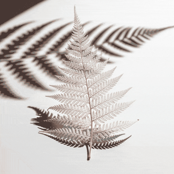 Dried fern leaf in a light beige tone with a soft shadow against a white background.